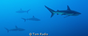 Silver Tip & Galapagos Sharks
Roca Partida, Mexico by Tom Radio 